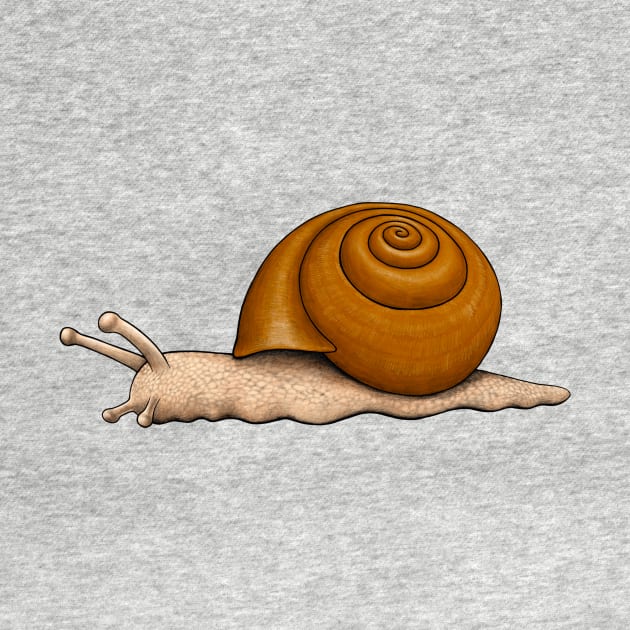 Snail by Akman